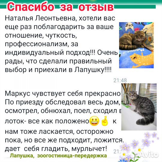 Зоогостиница у ветврача в центре