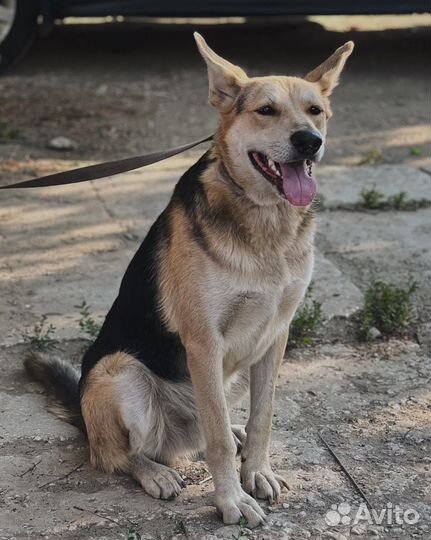 Собака в добрые руки