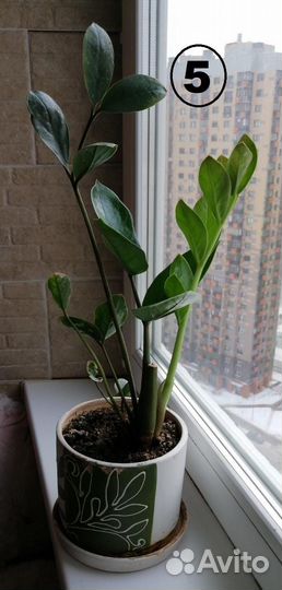 Цветы для дома: циссус,традесканция,аглаонема,алое