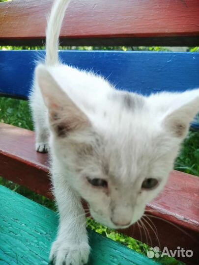 Кошка