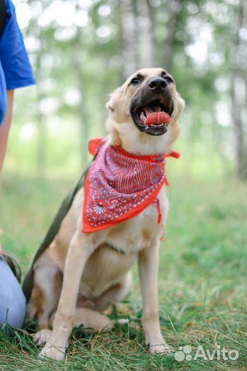 Щенок из приюта ждет семью