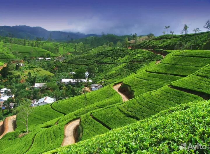 Вип-тур на Sri Lanky 7 дней