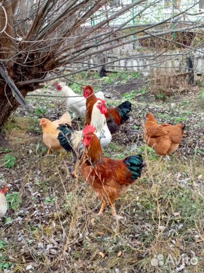 Молодые петухи