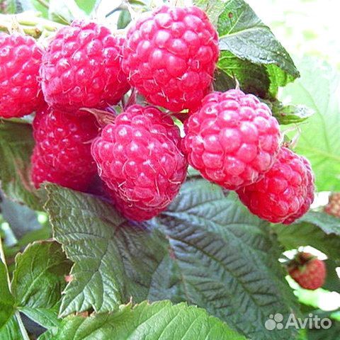 Саженцы ремонтантной малины 