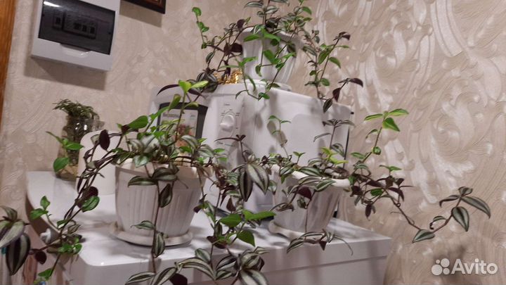 Спатифиллум и традесканция 2х видов