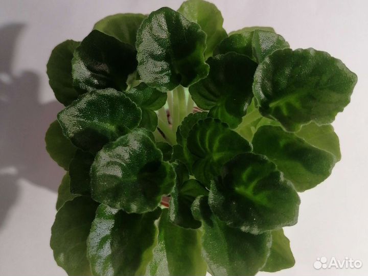 Сортовые фиалки