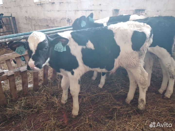 Бычки и тёлочки