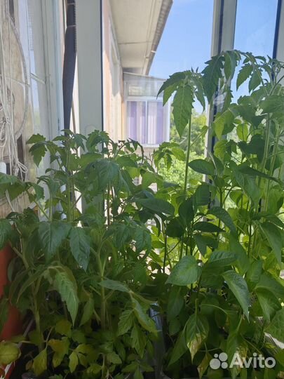 Рассада: помидоров, перца и баклажанов