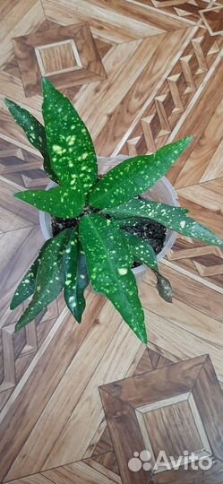 Кротон 