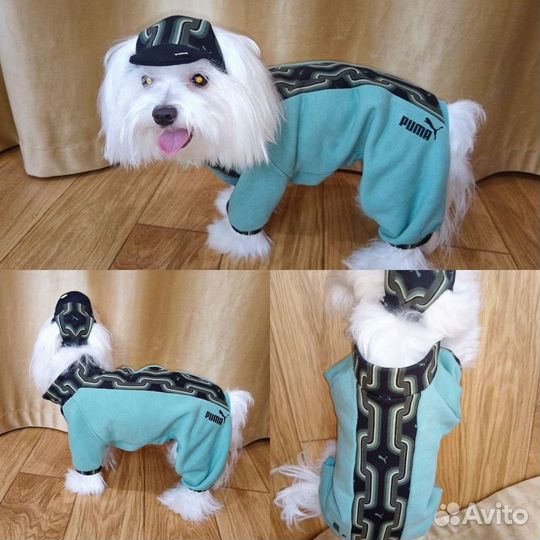 Индивидуальный пошив одежды для собак, кошек