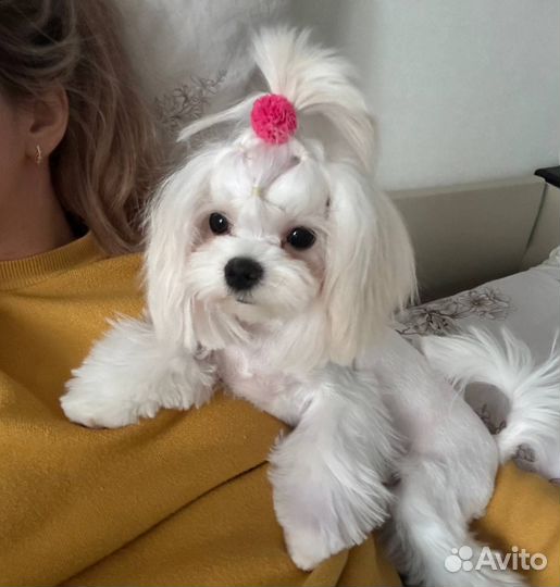 Болонки