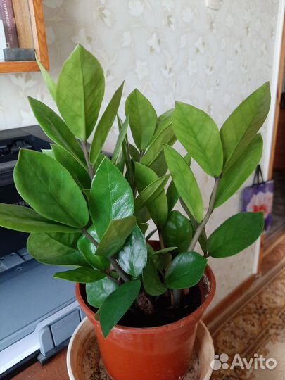 Замиокулькас