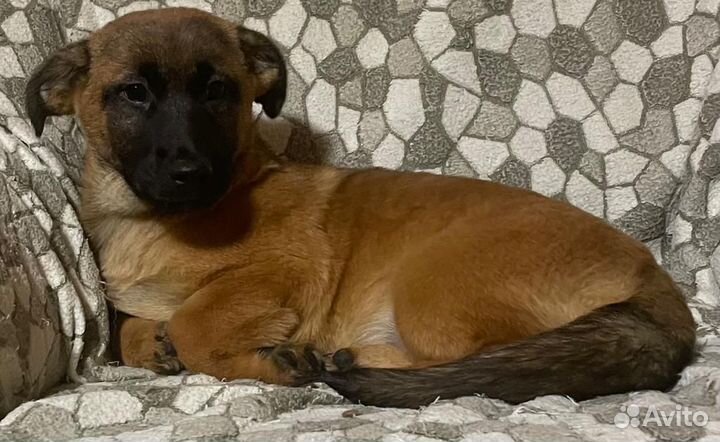 Щенок маленькой породы коротколапый