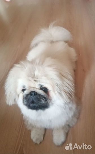 Вязка пекинес