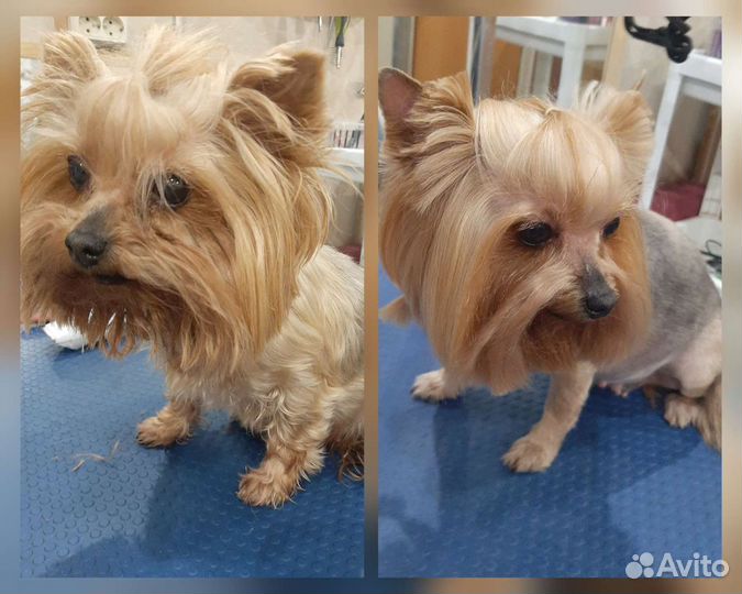 Груминг котов/кошек