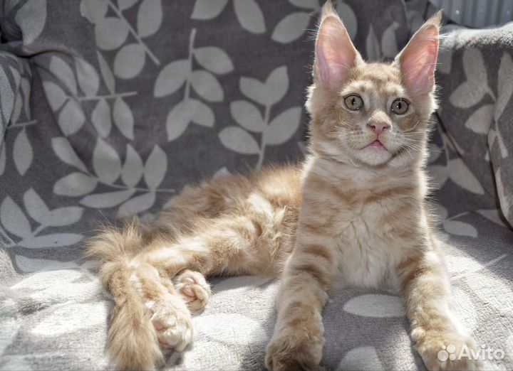 Котенок Мейн кун