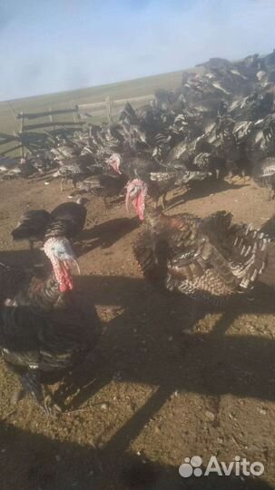 Индюки домашние