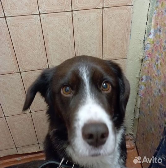 Молодой пем ищет дом
