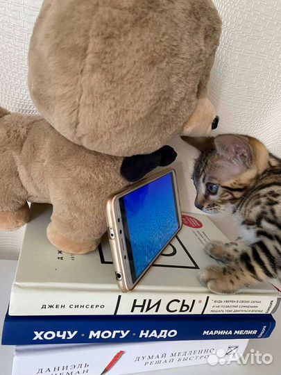 Бенгальские котята