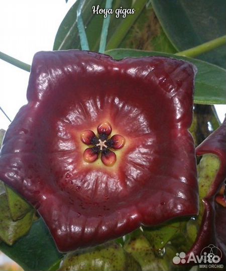 Хойя гигас