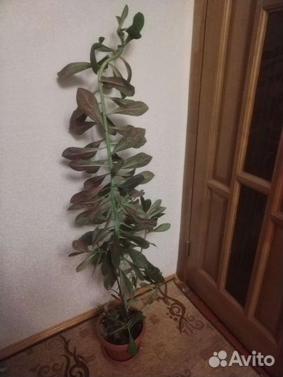 Синадениум рубра