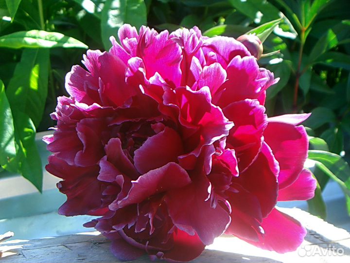 Пионы (саженцы), Бартзелла