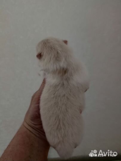 Шпицедетки