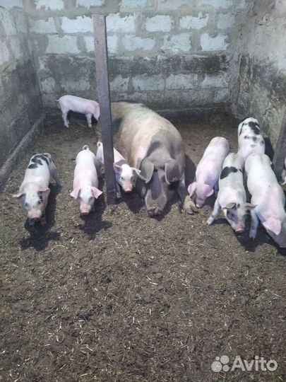 Поросята