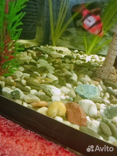 Улитки аквариумные ампулярии