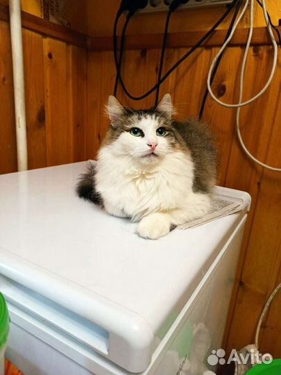 Ловкий кот Яша