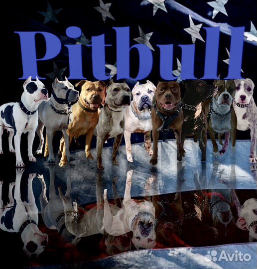 Пит буль