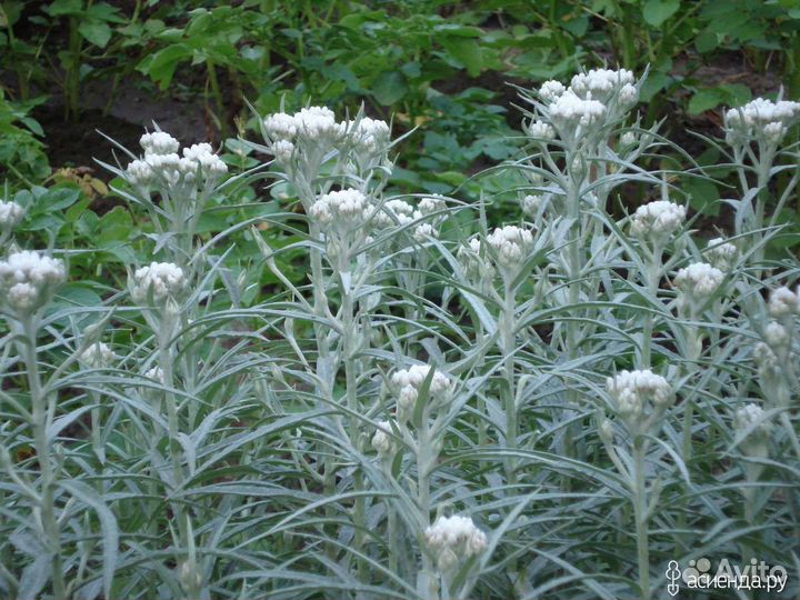 Многолетники для сада