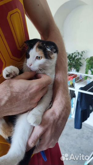 Кошка бесплатно