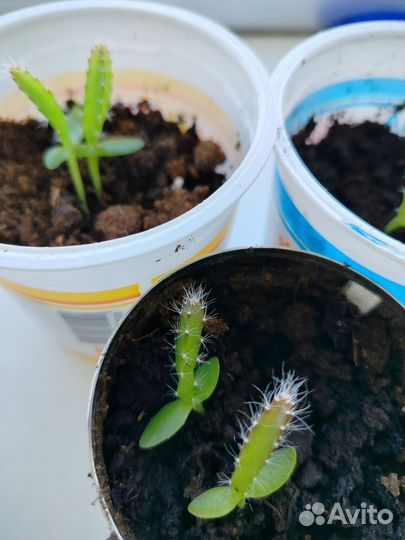 Питахайя, рассада