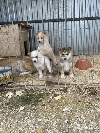 Щенки западно сибирской лайки