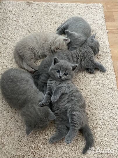 Британские котята