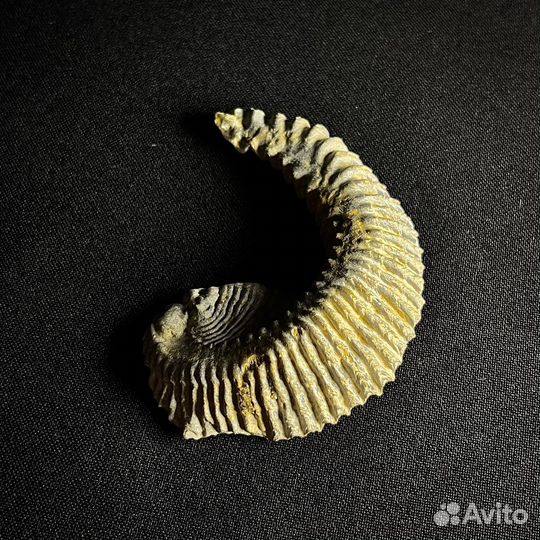 Устрица окаменелость ископаемое моллюск