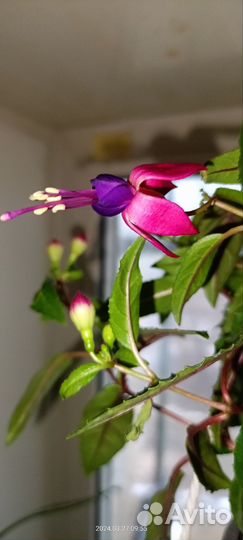 Комнатные цветы, разные