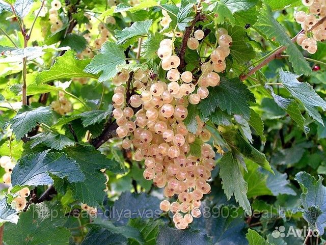 Саженцы смородины и плодовых кустов