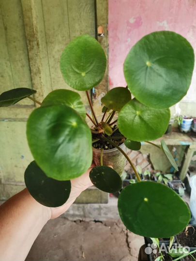 Пилея пеперомиевидная, хатиора, фикусы