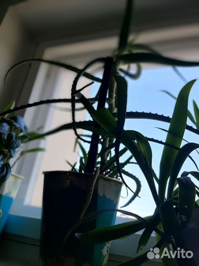 Алоэ столетник3 года