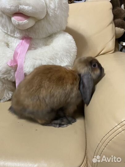 Вислоухие декаративные Mini кролики «Баран»