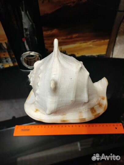 Морские ракушки раковины