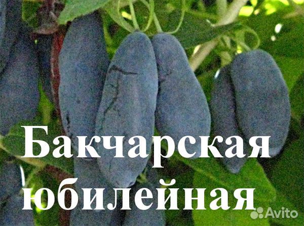 Жимолость бакчаская юбилейная
