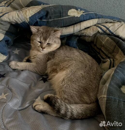 Шотландский прямоухий шиншила на вязку