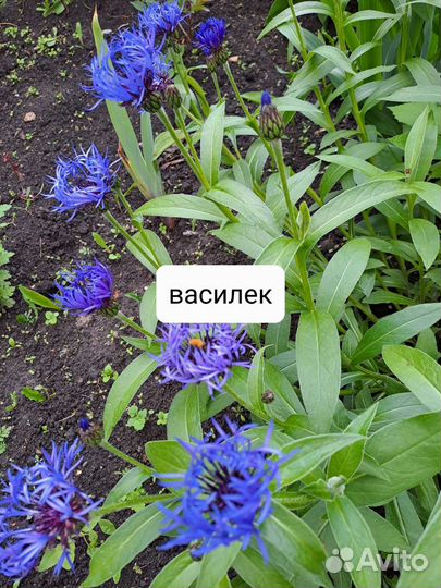 Деленки цветов