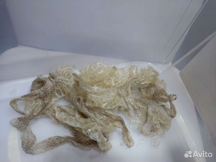 Кожа питона