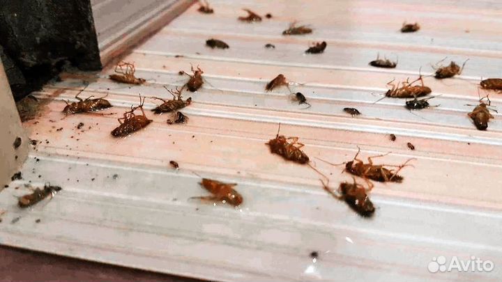 Уничтожение насекомых тараканов