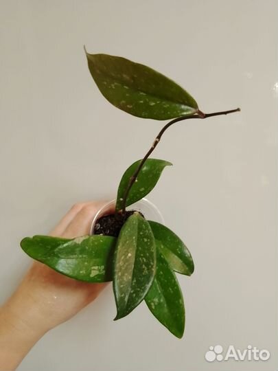 Хойя публикалис Сильвер Пинк