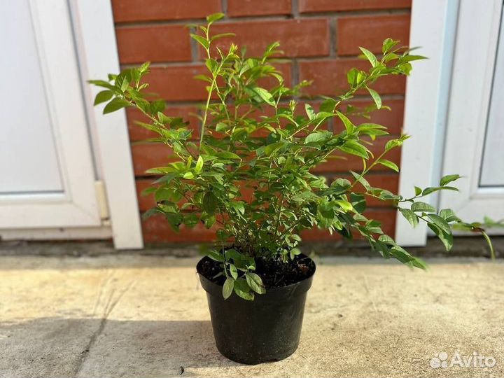 Саженцы голубики 2 лет